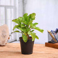 Bryophyllum, Patharchatta - 4" Pot
