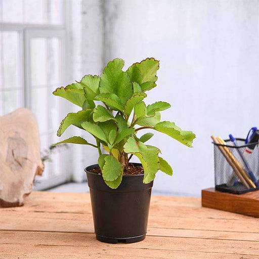 Bryophyllum, Patharchatta - 4" Pot