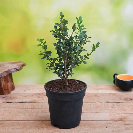 Buxus Microphylla Japonica - 5" Pot