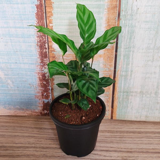 Calathea concinna freddie - 5" Pot