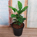 Calathea concinna freddie - 4" Pot