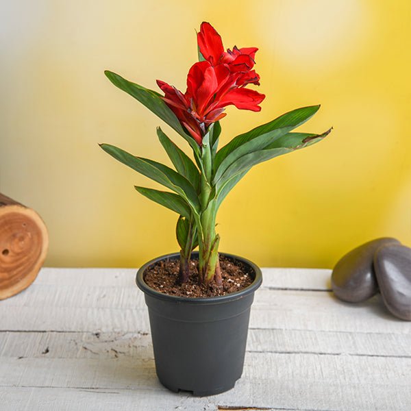 Canna Lily Red - 5" Pot