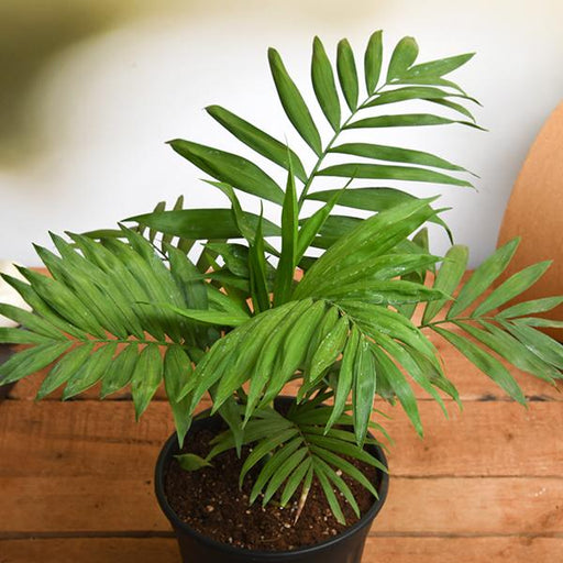Parlor Palm - 8" Pot