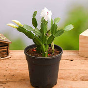 Christmas Cactus - 5" Pot