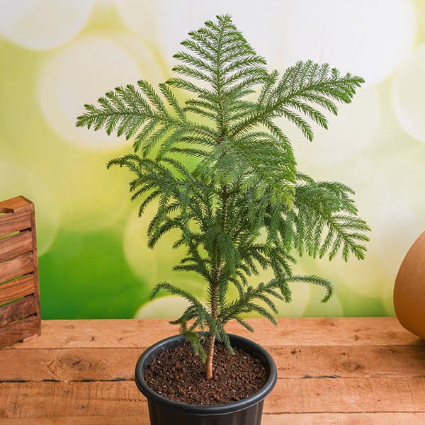 Christmas Tree - 6" Pot