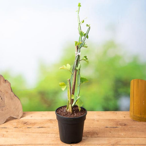 Cissus Quadrangularis - 5" Pot