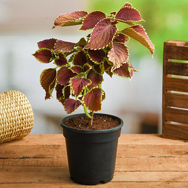 Coleus Green Maroon - 4" Pot