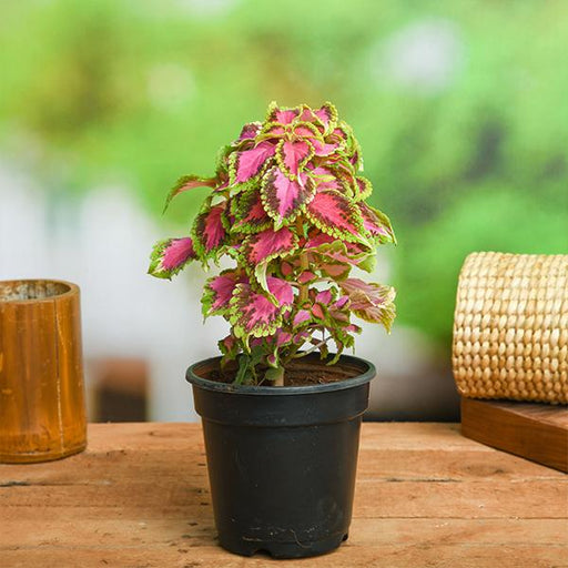 Coleus Pink Green - 6" Pot