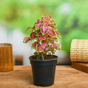 sku:PLT-COLEUS-P04-PIN,PLT-COLEUS-P05-PIN,PLT-COLEUS-P06-PIN