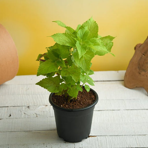 Coleus Green - 4" Pot