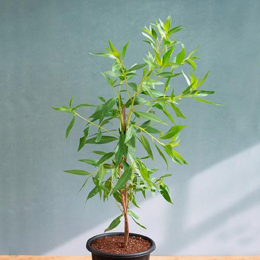 Conocarpus erectus - 6" Pot