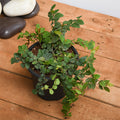 Creeping Fig - 5" Pot