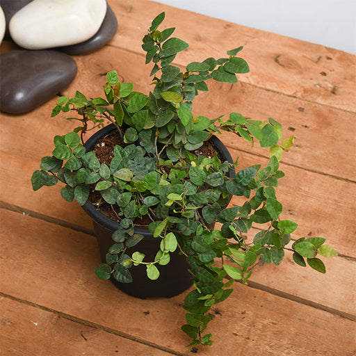 Creeping Fig - 5" Pot
