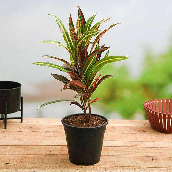 Croton (Kaptain Kidd) - 6" Pot