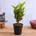 Croton (Gold Dust) - 6" Pot