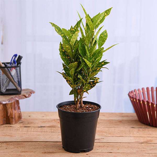 Croton (Gold Dust) - 6" Pot