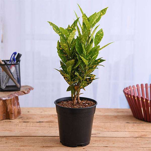 Croton (Gold Dust) - 6" Pot