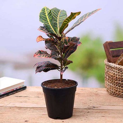 Croton Petra - 8" Pot