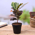 Croton Petra - 6" Pot