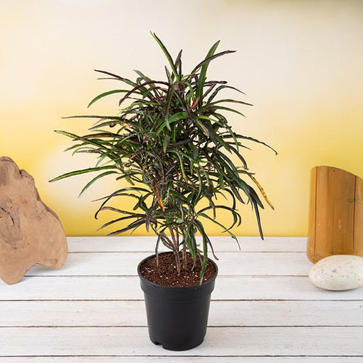 Croton Zanzibar - 8" Pot