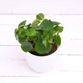 Cupid Peperomia - 3" Pot