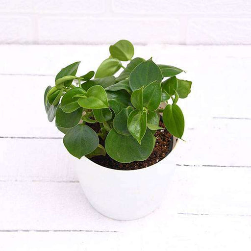 Cupid Peperomia - 4" Pot