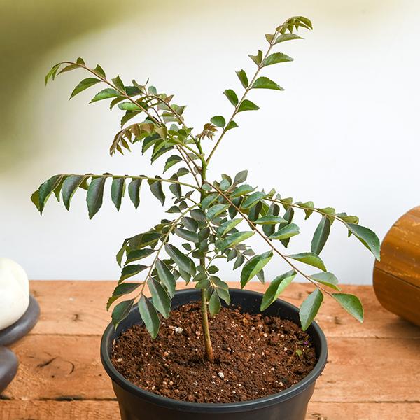 Curry Leaf - 8" Pot