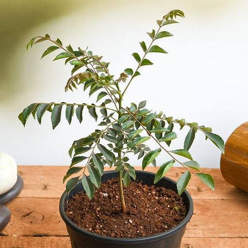 Curry Leaf - 8" Pot