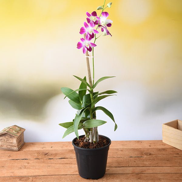 Dendrobium Orchid - 6" Pot