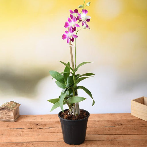 Dendrobium Orchid - 6" Pot