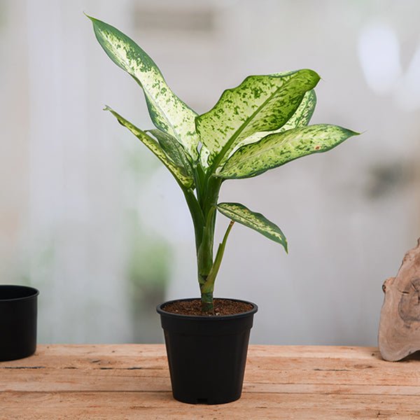 Dieffenbachia Amoena Tropic Snow - 6" Pot