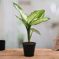 Dieffenbachia Amoena Tropic Snow - 5" Pot