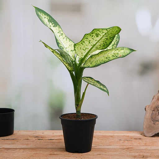Dieffenbachia Amoena Tropic Snow - 5" Pot