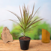 Dracaena Colorama - 5" Pot