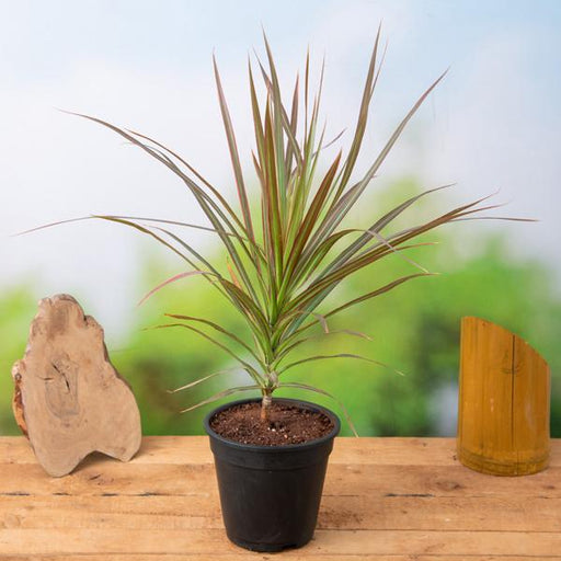 Dracaena Colorama - 5" Pot