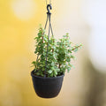 Elephant Bush - 8" Hanging basket