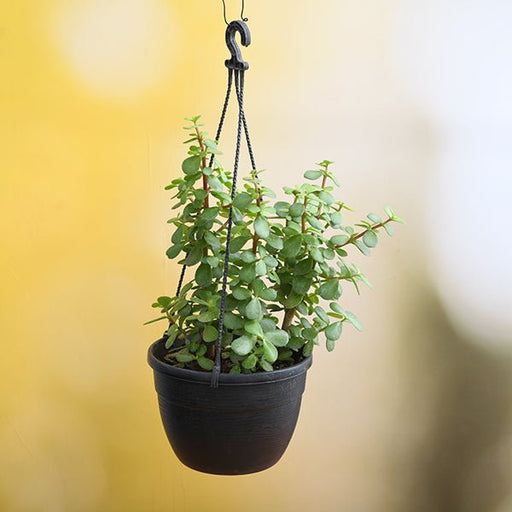 Elephant Bush - 8" Hanging basket