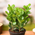 Ficus Long Island - 5" Pot