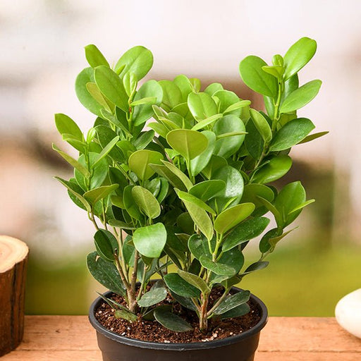 Ficus Microcarpa - 5" Pot