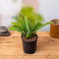 Fishbone Cactus - Succulent - 5" Pot