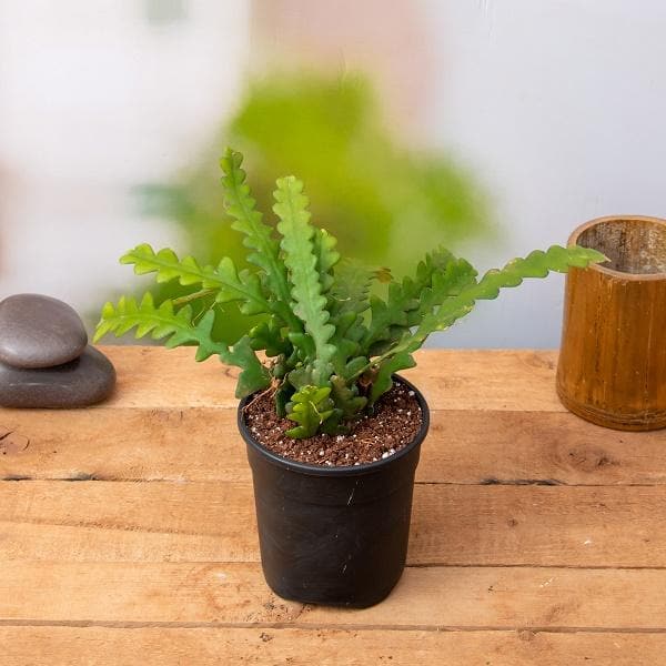 Fishbone Cactus - Succulent - 5" Pot