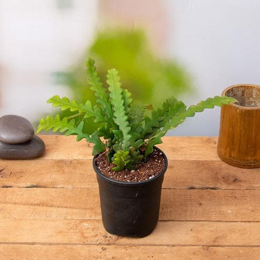 Fishbone Cactus - Succulent - 5" Pot