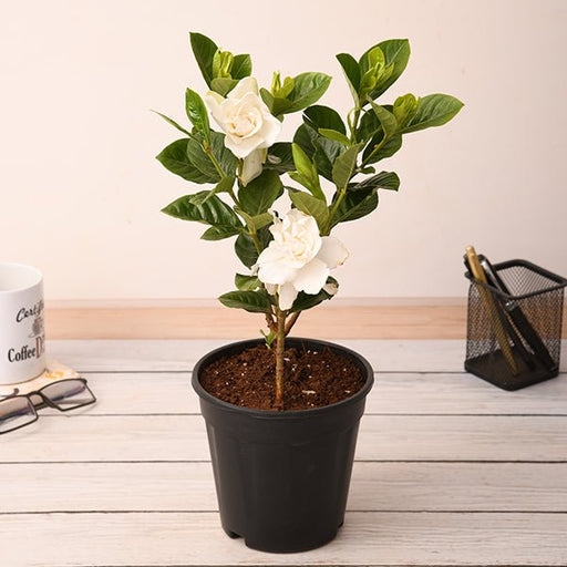 Gardenia - 8" Pot