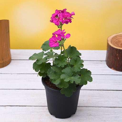 Geranium Pink - 6" Pot