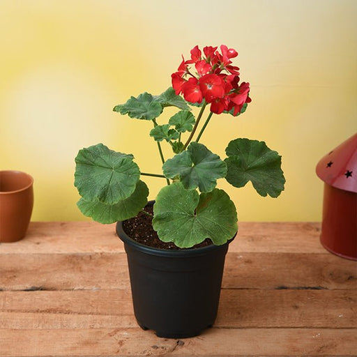 Geranium Ivy, Geranium Creeper Red - 6" Pot