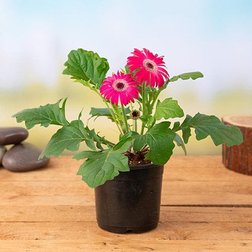 Gerbera Pink - 6" Pot