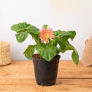 sku:PLT-GERBERA-P06-ORG