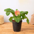 Gerbera Orange - 6" Pot
