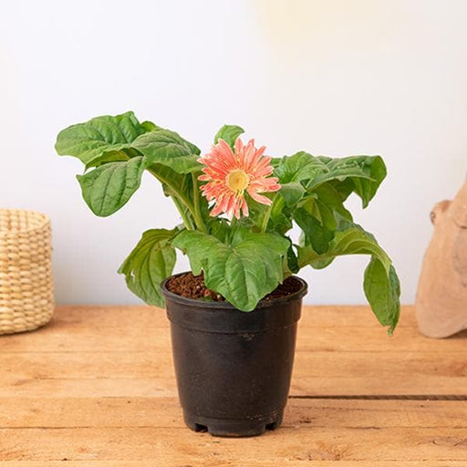 Gerbera Orange - 6" Pot