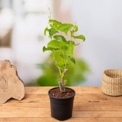 Giloy - 5" Pot
